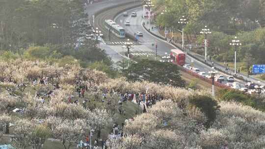 中国广东省广州市黄埔区市民广场梅花