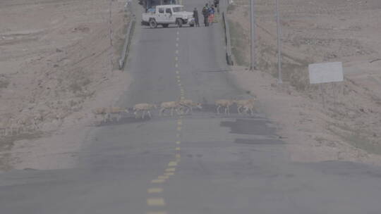 青海省可可西里藏羚羊迁徙横穿青藏公路