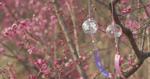 盛开梅花樱花飘动的风铃