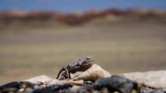 4K无人区戈壁滩沙漠中的蜥蜴