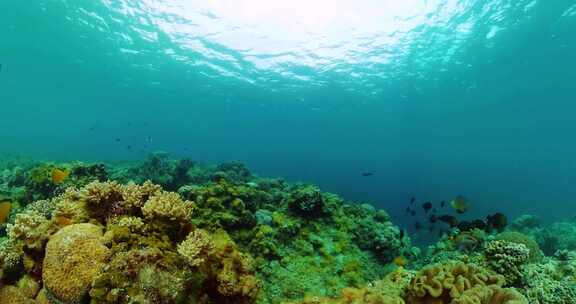 水下生活的珊瑚和热带鱼
