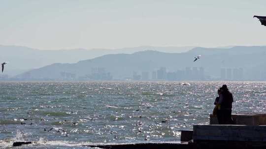 大理洱海海鸥