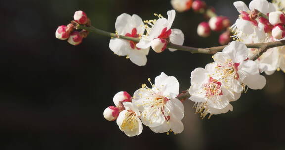 春天盛开梅花蜜蜂采蜜