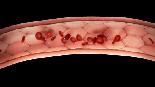 有/没有分子的血管中的血细胞