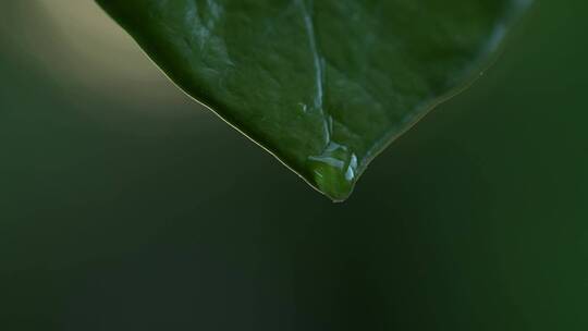 【4K】水滴 绿植唯美实拍视频素材模板下载