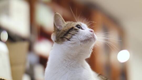 猫咪吃喝拉撒生活合集4k视频素材视频素材模板下载