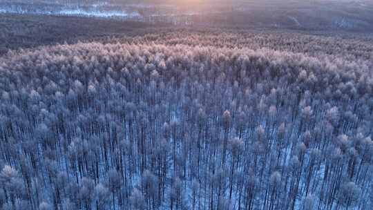 航拍林海雪原雾凇暖阳