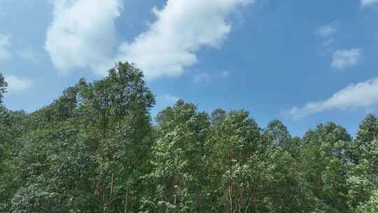 蓝天白云森林风吹树林天空下树林随风摇曳