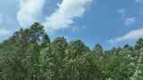 蓝天白云森林风吹树林天空下树林随风摇曳高清在线视频素材下载
