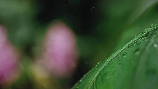 水滴滴落在芭蕉叶上