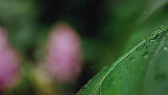 水滴滴落在芭蕉叶上视频素材模板下载