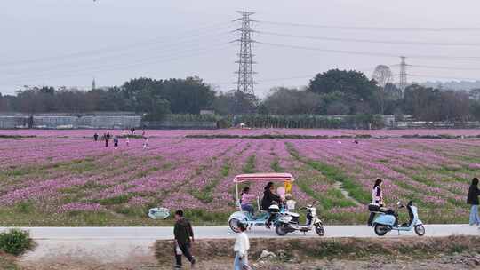 中国广东省中山市南朗街道崖口花海