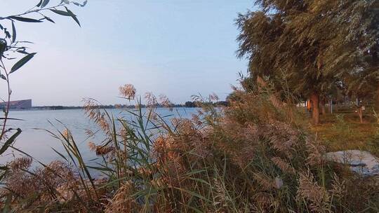 湖边的柳树和芦苇在秋风中飘零视频素材模板下载