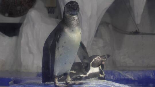 水族馆里的帝王企鹅南极