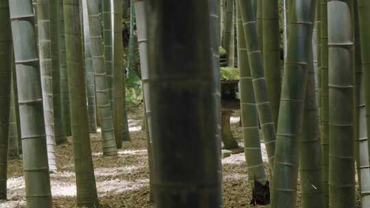 竹林中的日本宝塔