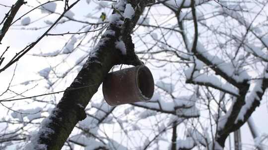 在白雪覆盖的树上吃东西的鸟