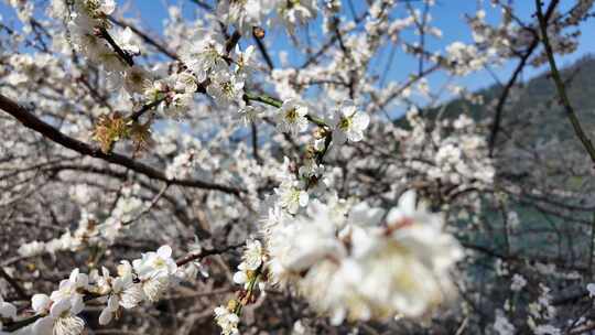 中国广东省广州市从化区广州流溪梅花节