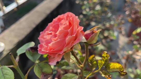 粉色月季花花朵