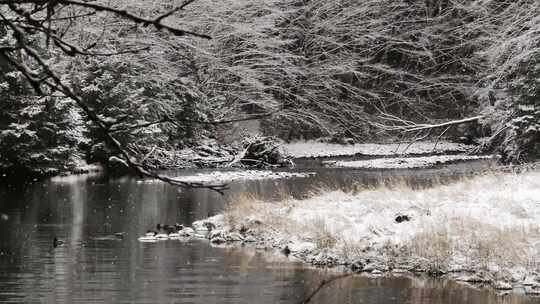 航拍特写被大雪覆盖的森林鹅毛大雪雾凇