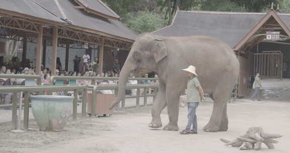 云南西双版纳野象谷大象