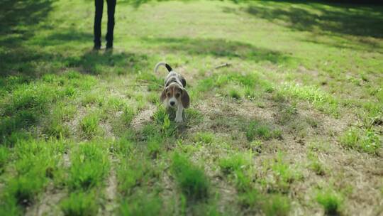 可爱小狗在草坪上玩耍遛狗