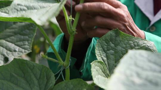 现代农业蔬菜大棚种植视频素材模板下载