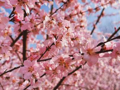 春天一起去看樱花吧