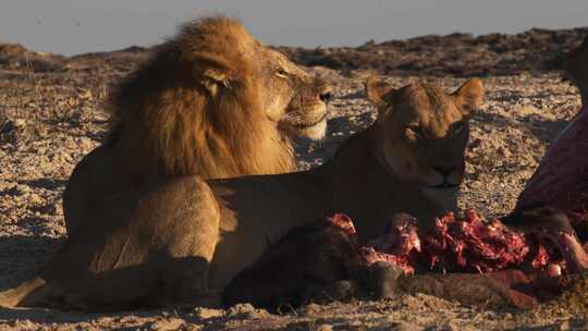 狮子，母狮，吃，萨凡纳