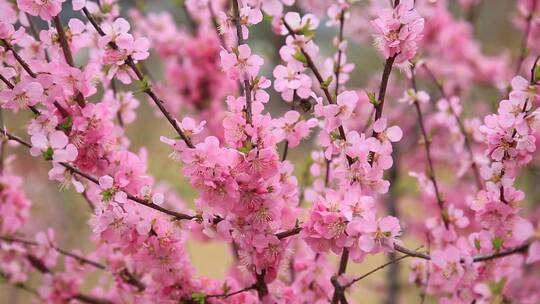 春天百花开