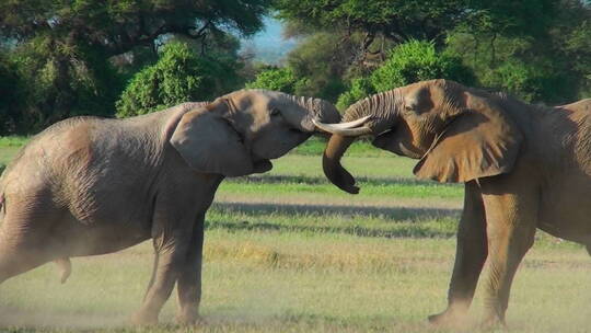 草地上争斗的大象