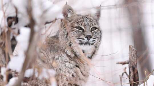 昏昏欲睡的山猫在雪地里慢慢环顾四周，然后