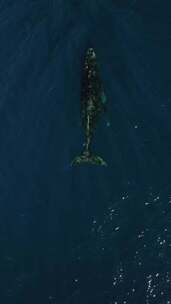 航拍，大海，蓝鲸鱼，最大的哺乳动物
