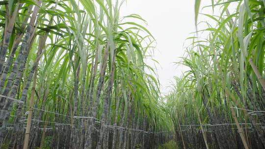 甘蔗种植基地3