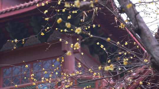 杭州法喜寺冬天腊梅