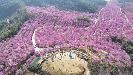 中国广东省江门市新会绿美生态园紫花风铃木