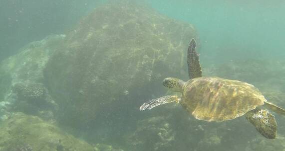 海龟在瓦胡岛浮潜