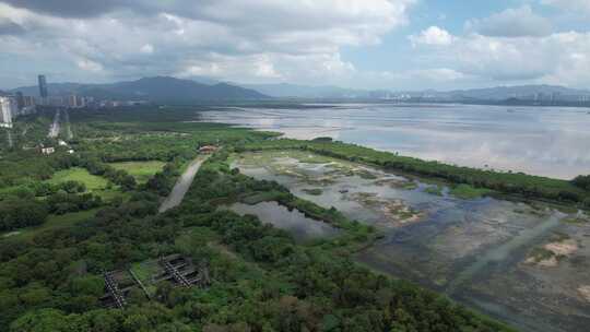 4K航拍深圳福田红树林湿地保护区