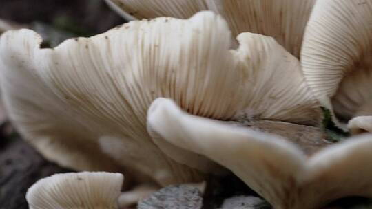 原始森林蘑菇