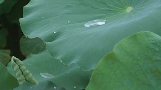 荷叶上的水珠特写