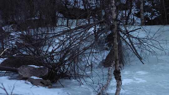 冬日结冰湖面旁的枯树枝