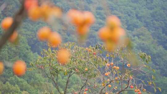 杭州萧山临浦横一村梅里探柿秋天丰收柿子树