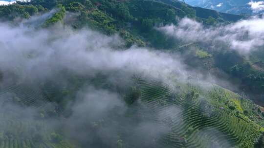 雨雾缭绕的茶山