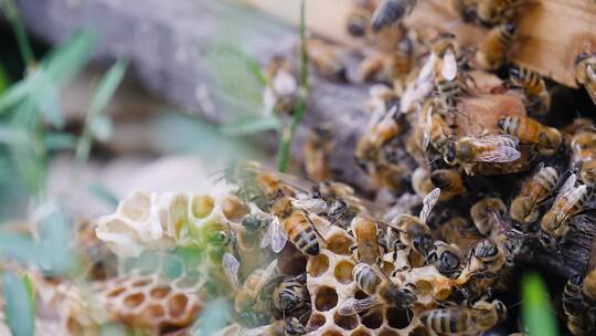 蜜蜂养殖视频素材模板下载