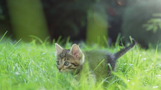 春天草丛里的猫在玩耍4k视频素材