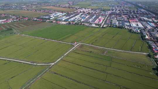 航拍 天津 小站稻 水稻 大米 生态农业 三农