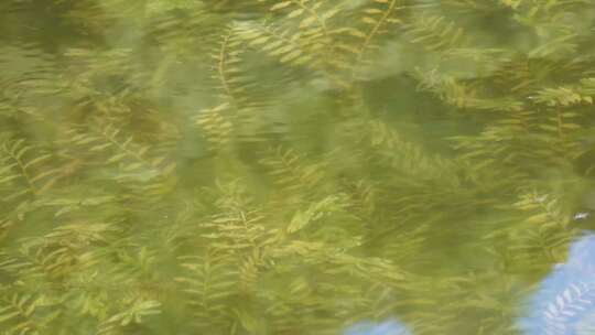 鱼苗小鱼野生鱼类麦穗鱼池塘水沟水下水草