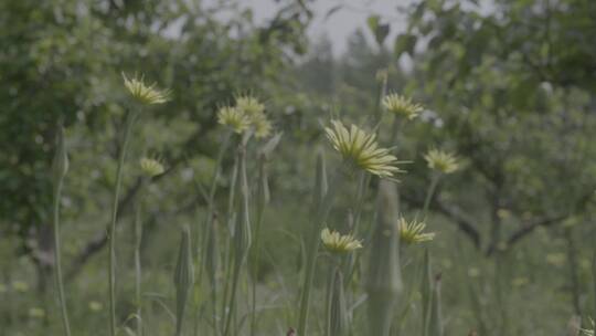 野花野草蒲公英LOG