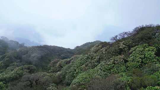 云雾杜鹃花仙境