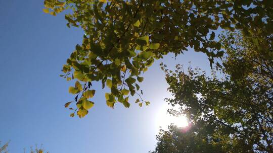 唯美的阳光银杏树树叶