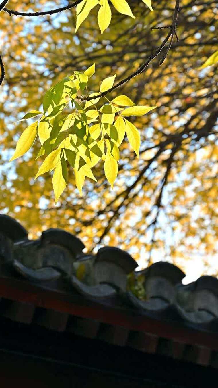 北京金色秋天街景